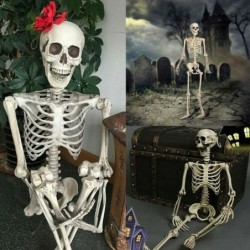 Lebensgroßes menschliches Skelett - beweglich - Halloween Dekoration - 40cm