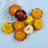 Trockenblumen - Chrysantheme - Harzhandwerk / Schmuckherstellung / Kristall-Epoxidharz-Füllung