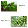 Onychomycosis removal oil - essence liquid serumTreatment