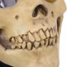 Totenkopf - Gesicht Latex Maske für Halloween