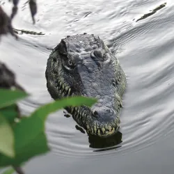 Flytec V005 2.4G - electric RC boat with crocodile head - RTR toy
